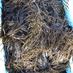 生ぎばさ(アカモク)