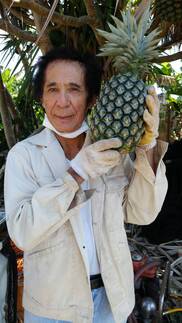 沖縄県産 甘くて美味い 島パイン Nパイン ハワイ種 パイナップル 農家漁師から産地直送の通販 ポケットマルシェ