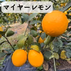 マイヤーレモン【2㎏・5㎏・10㎏】