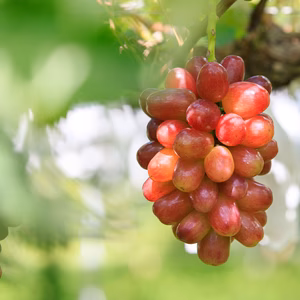 早期【限定数】2025年令和7年「8.9.10月」定期便季節のぶどう食べ比べ会♡