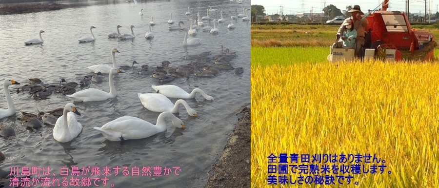 令和6年産 新米 特別栽培米 コシヒカリ 精米 白鳥飛来の里からお 令和6年産 新米 特別栽培米 コシヒカリ 精米 白鳥飛来の里からお
