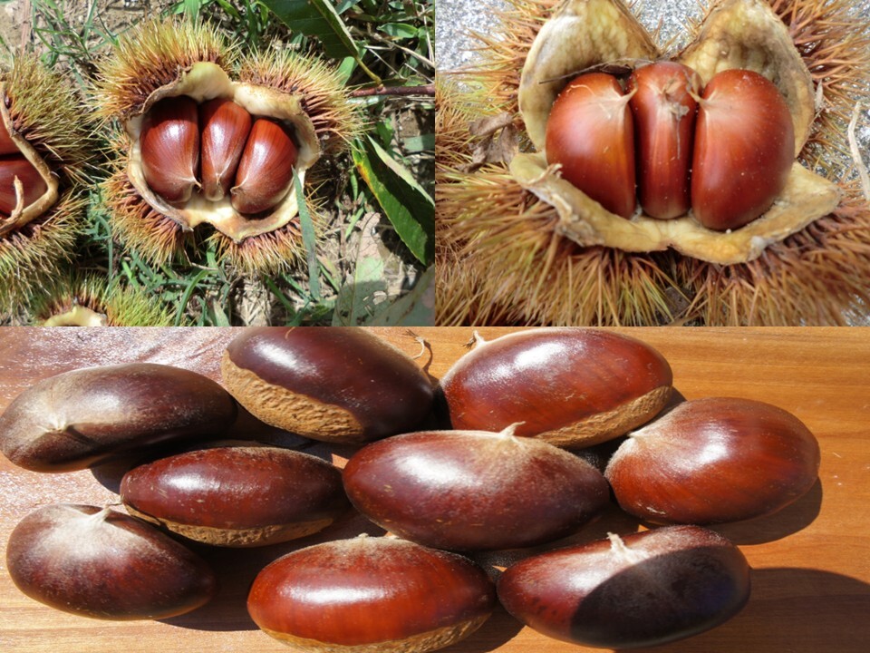 栗（くり）の通販・お取り寄せ商品｜果物｜ポケットマルシェ