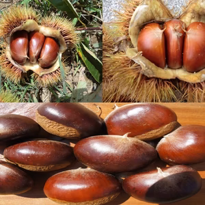 【甘い栗３種 食べ比べ 銀寄と筑波と利平 】 甘みを上げた氷温貯蔵 自然栽培栗