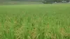 昔ながらの米（農薬、除草剤、化学肥料不使用）
