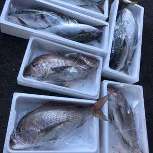 山口県産、天然真鯛  大特価！ 3キロ前後