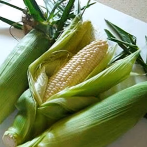 ☆ホワイトコーン☆LLサイズ12本入【品種:ホワイトショコラ】