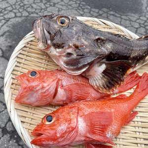 再販【知床羅臼直送】残暑の夜に鍋パーティーセット