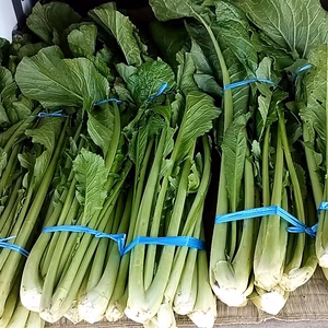【野沢菜】発祥の地域産・寒さにあたり美味しくなってきてます　3〜10kg