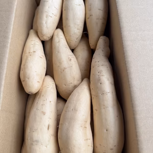 まろやか系【 きみまろこ　サイズ混合(S〜L)  】千葉県産 さつまいも