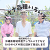 【送料無料】沖縄県南城市産アップルバナナ中心セット（無農薬・無化学肥料）