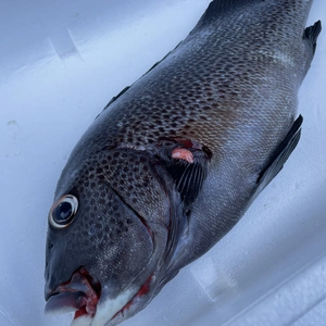 【魚突き】アジアコショウダイ2.0kg 鱗、下処理済み