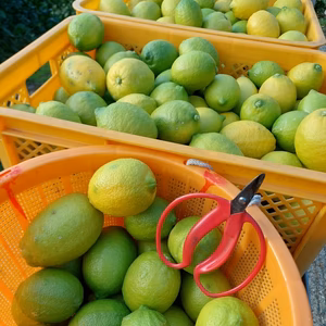 段々畑のレモン【希少な国産】8kg(箱込)