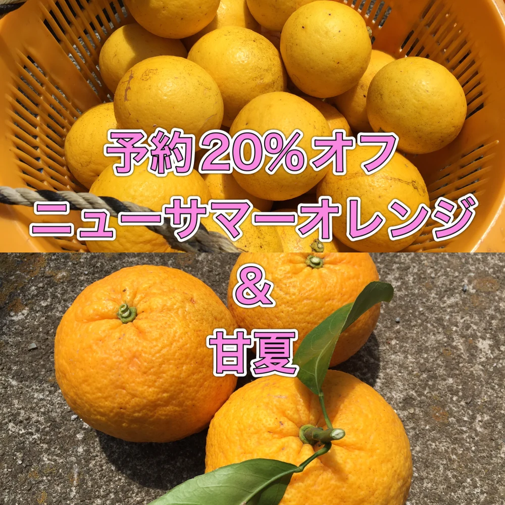 ⑧予約20%off】ニューサマーオレンジ＆樹上熟成甘夏セット