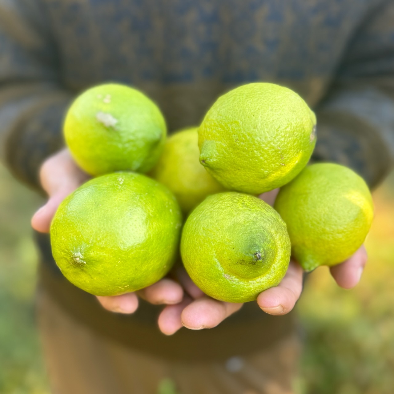 [自然栽培で育ったレモン]1kg|農薬・肥料・除草剤・防腐剤・ワックス不使用 自然栽培のレモン 1kg