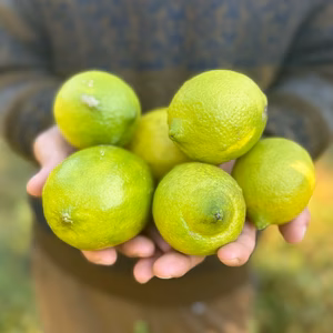 【自然栽培で育ったレモン】1kg｜農薬・肥料・除草剤・防腐剤・ワックス不使用