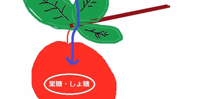 りんごの蜜の秘密