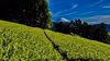新茶 上煎茶 やぶきた 静岡県産 50g 【農薬・化学肥料不使用】
