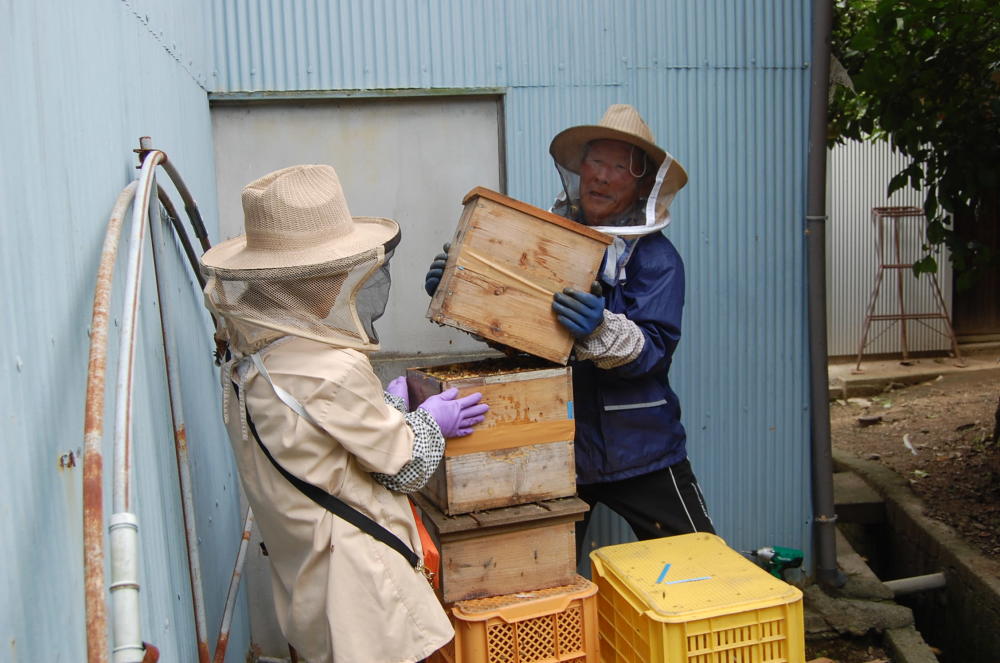西洋ミツバチと日本ミツバチはどこが違うの？養蜂家さんに教えて