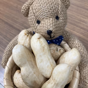 富里市産おおまさり