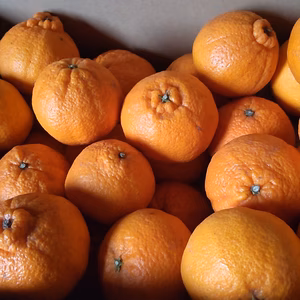 蔵出し不知火（訳あり品、酸味あり大小込み）