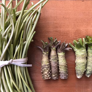 【リクエスト商品】キズ真妻種わさび100gと茎わさび400g＋実生わさび２本