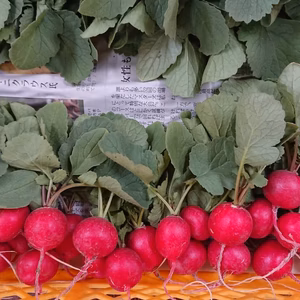 ラディッシュ