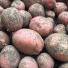 期間限定！EM栽培の赤ジャガイモ【農薬不使用】土付き※オマケ付き