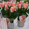 花色が変わる♪　チューリップ　プレジャー　
