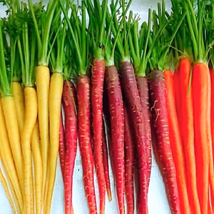 【お試しS】カラフル野菜農家の『カラフル人参＆食卓彩り野菜セット6品目』