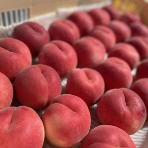 【訳あり】白桃　品種は何が届くかお楽しみ ！？3kg
