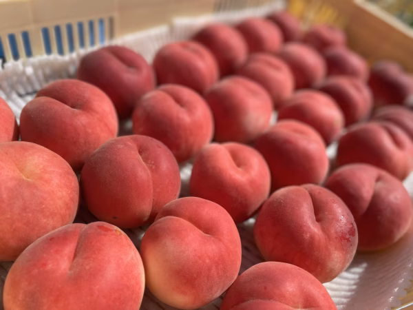 【訳あり】白桃　品種は何が届くかお楽しみ ！？3kg