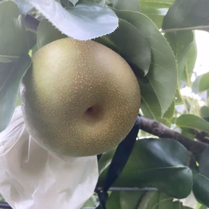 ⭐️熊本特産 荒尾梨【赤秀】幸水梨5kg(少々超えます)