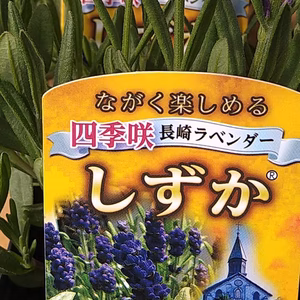 長崎ラベンダー「しずか」