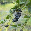 樹上完熟冷凍ブルーベリー食べ比べセット500ｇ×２種類（2023シーズン）