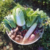 【福袋2022】野菜セット8品目＋おまけ野菜2品付き（農薬・化学肥料不使用）