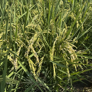 （R8精米:予約販売）いのちのお米　外科医が作る医食同源　新米精米5kg