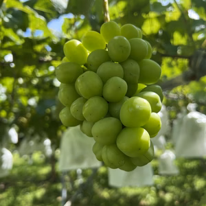 たっぷり2ｋｇシャインマスカットとピオーネ