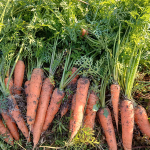 ニンジン黒田五寸