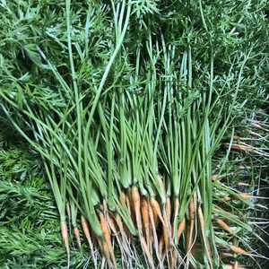 ニンジンの間引き菜　貴重な逸品！　3キログラム