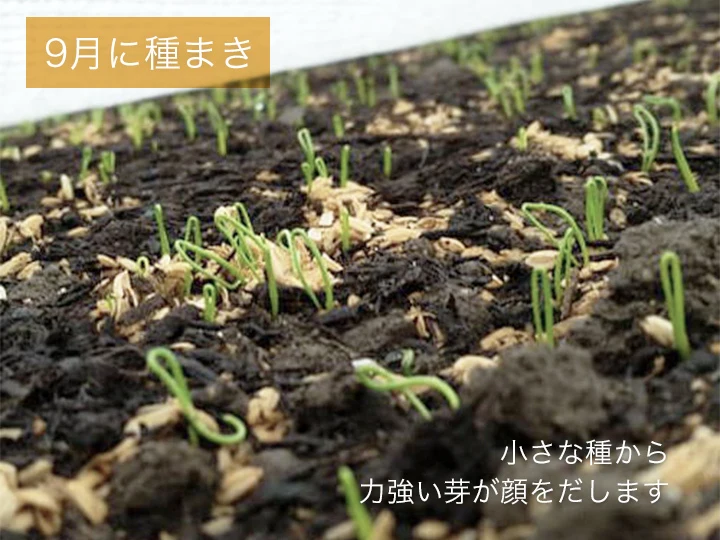 【収穫次第発送】新たまねぎ 淡路島産 兵庫県認証食品 令和5年収穫分