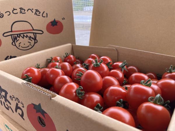 【まるっと箱詰め！】♬まるっとたべたい　悠々とまと♬ ミニトマト