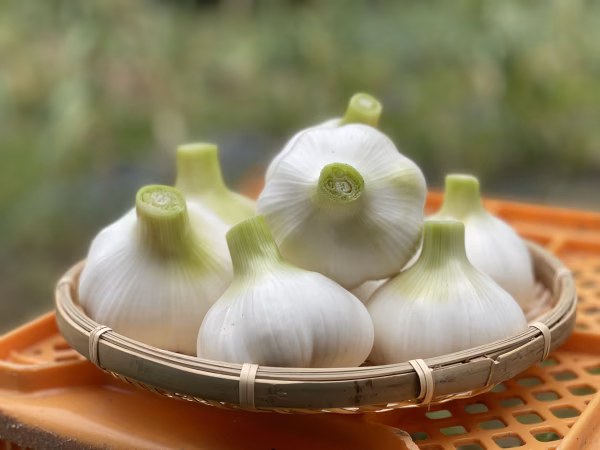 【離島を除き送料無料】期間限定　新（生）にんにく　1キロ