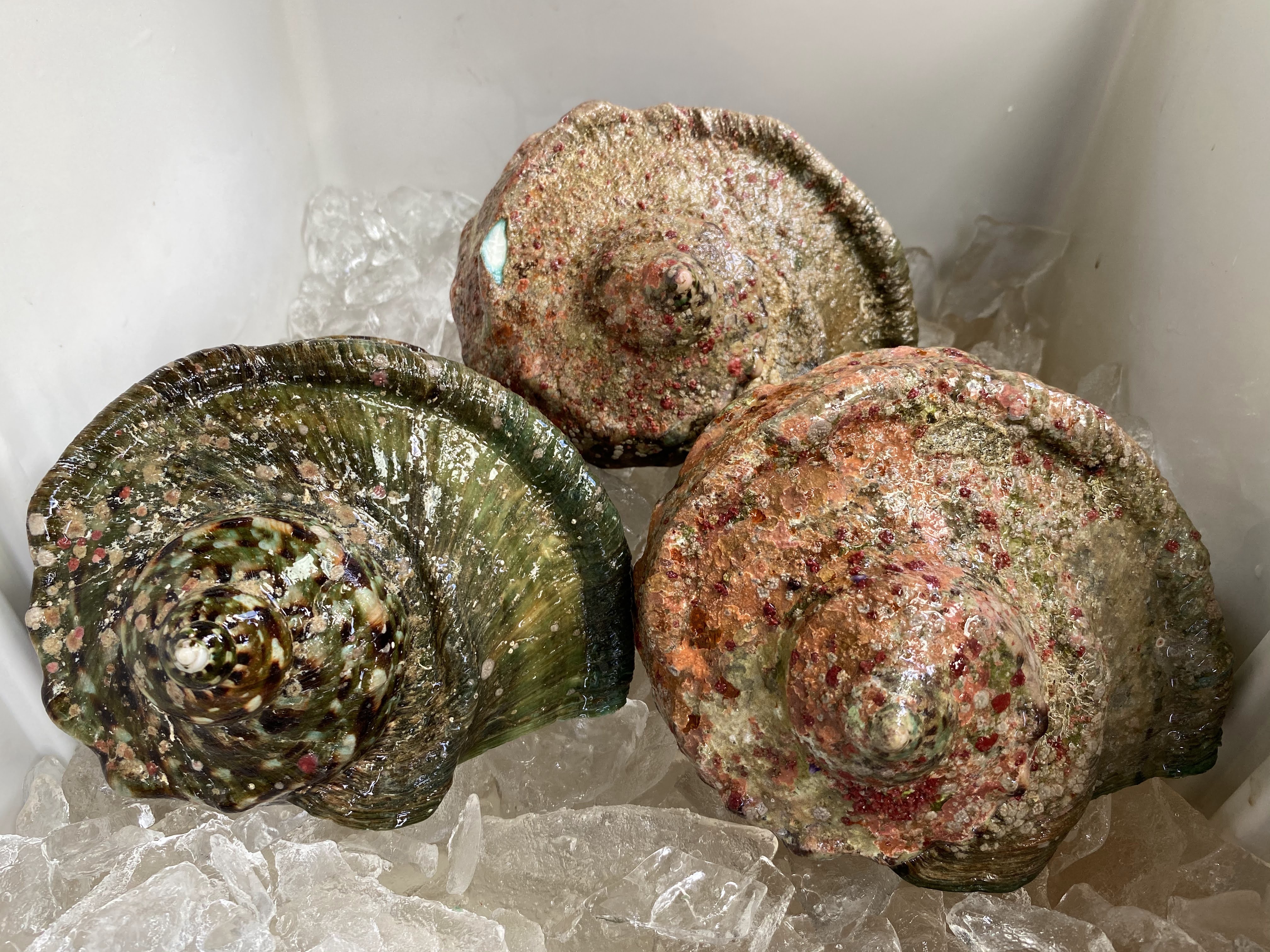 徳之島産〝夜光貝1.6kgとシャコガイ1.0kg〟セット売り！！｜その他の