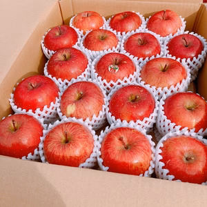 【贈答用】青森県産りんご 葉取らずふじ5kg/3kg