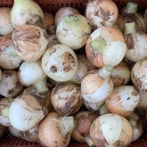 自然栽培　新玉ねぎ