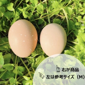 〜シェア用ご提案〜名古屋コーチン卵スモールサイズ210個入‼️