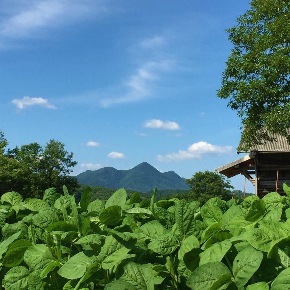 訳あり 有機トマト４kg箱 丸ごとかぶりつき 冷やしトマト トマトソース 農家漁師から産地直送の通販 ポケットマルシェ