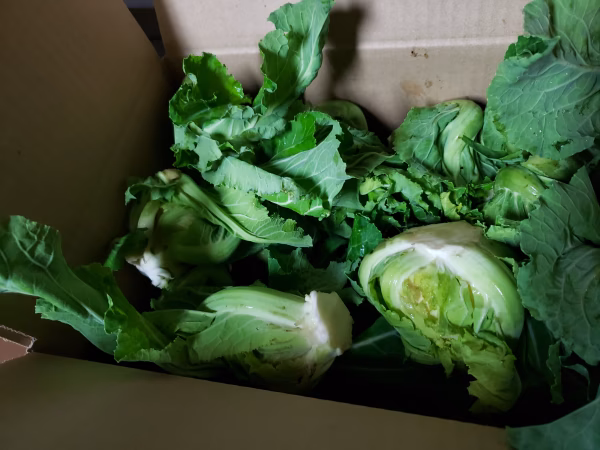 本当に小さいカリフラワーのつぼみ