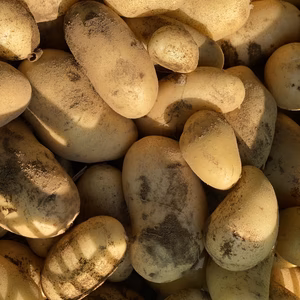 新じゃが メークイン 