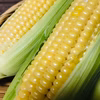 朝採れスイートコーン『ゴールドラッシュ』【6／21限定】